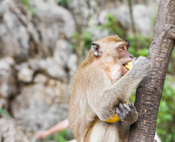 Close-up of monkey