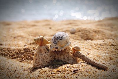 Close-up of shell on beach