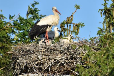 Storks perching on nest