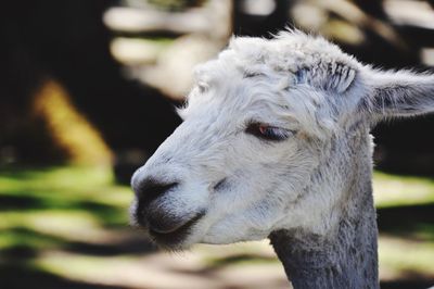 Close-up of a horse