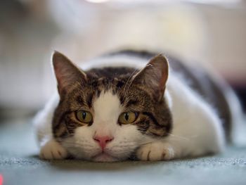 Close-up portrait of a cat