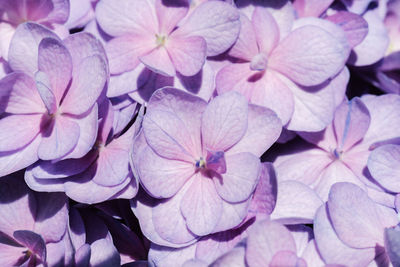 Close-up of pink hydrangea flowers