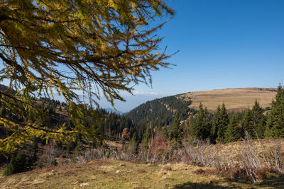 Scenic view of pine trees against clear sky