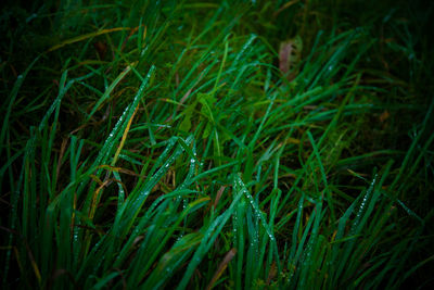 Close-up of grass on field