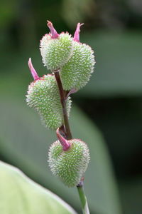 Close-up of succulent plant