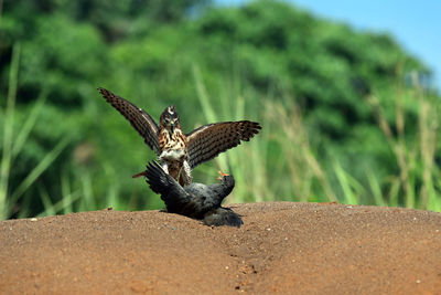 Close-up of a bird flying