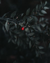 Close-up of red berries growing on tree