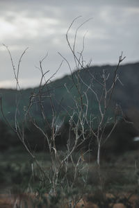 Close-up of grass on land against sky