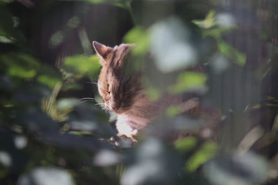 Close-up of cat