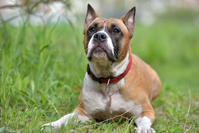 Dog looking away on field