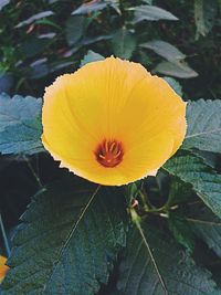 Close-up of yellow flowers