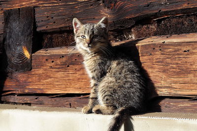 Portrait of a cat