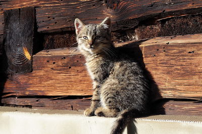 Portrait of a little cat