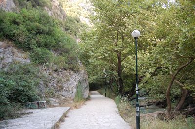 Footpath amidst trees in forest