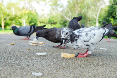 Pigeons on the road