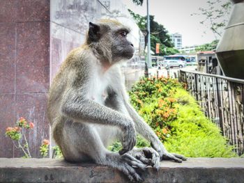 Monkey sitting outdoors