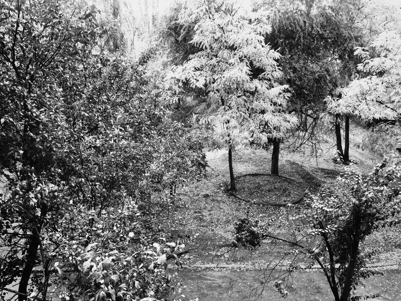 TREES ON SNOW COVERED PLANTS