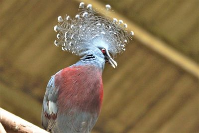 Close-up of bird perching