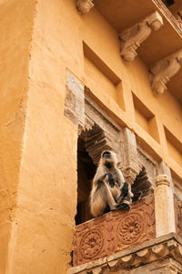 Low angle view of monkey sitting on historic building