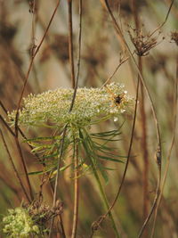 Insect pollinating on flower