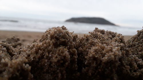 Close-up of coral on beach against sky