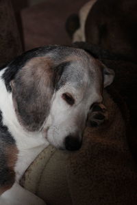 Close-up of dog looking away