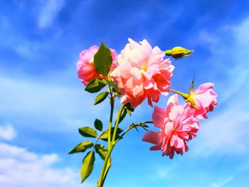 Low angle view of pink flowering plant against blue sky