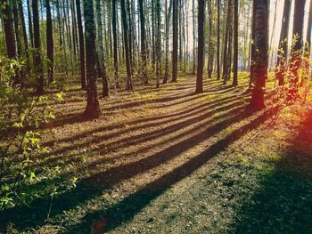 Trees in forest