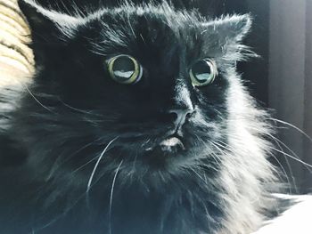 Close-up portrait of black cat