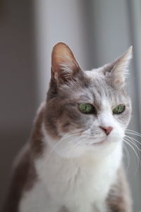 Close-up portrait of a cat looking away