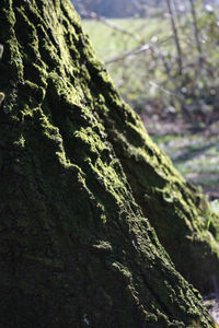 Close-up of moss on tree trunk