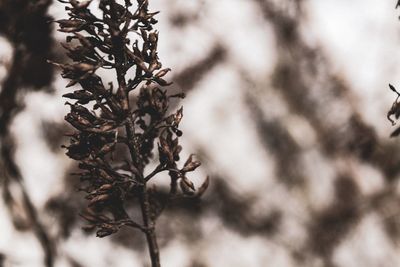 Close-up of wilted plant