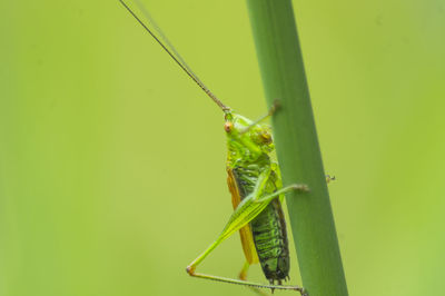 Close-up of grasshopper on green leaf