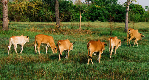 Cattle grazing on field