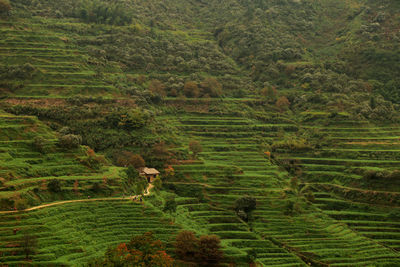 Scenic view of agricultural field