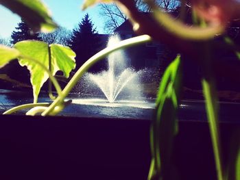 Close-up of plants against blurred background