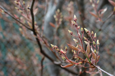 Close-up of fresh flower tree