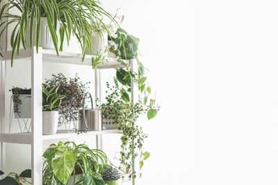 Potted plant against white background