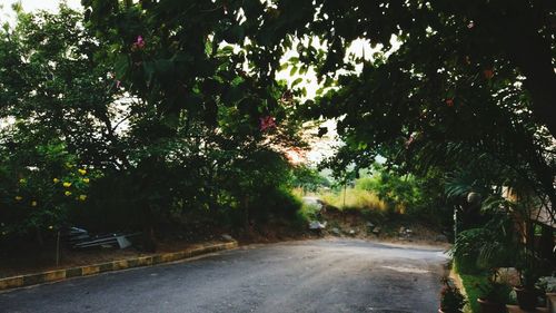 Road amidst trees