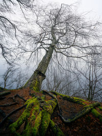 Low angle view of bare tree against sky