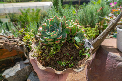 Close-up of hand holding potted plant