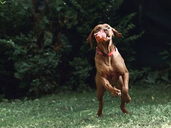 Vizsla puppy