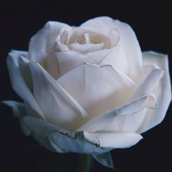 Close-up of white flower against black background