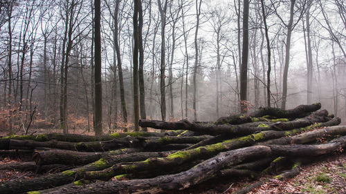 Trees in forest