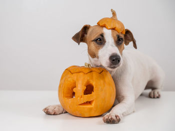 Jack o lantern against white background