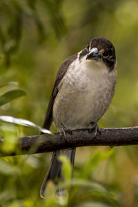 Close-up of bird perching on branch
