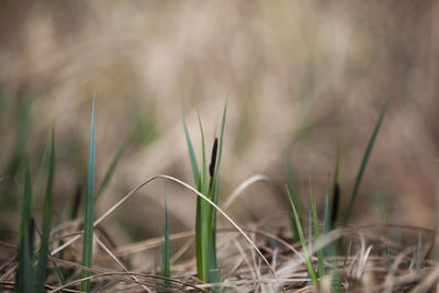 Close-up of grass