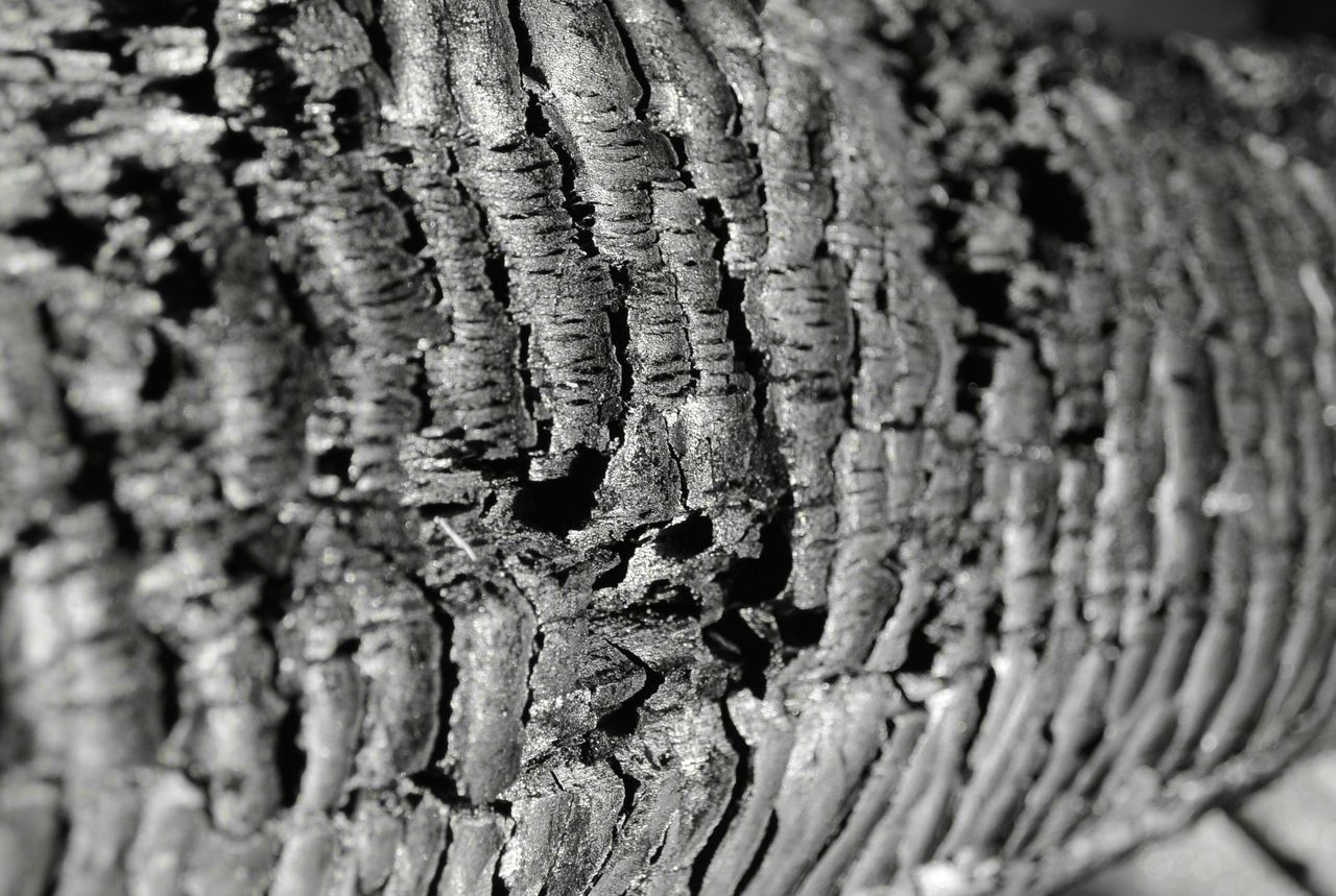 FULL FRAME SHOT OF TREE TRUNK