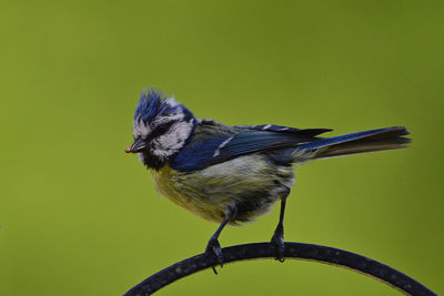 Close-up of a bird perching on branch