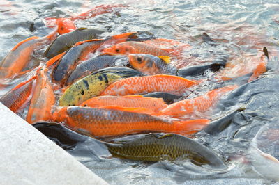 Fishes swimming in pond